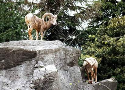 動物図鑑・オオツノヒツジ